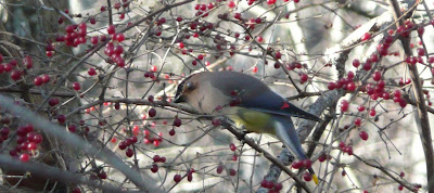 cedar waxwing