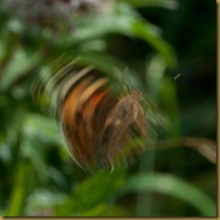 Painted Lady, Cynthia cardui: flight
