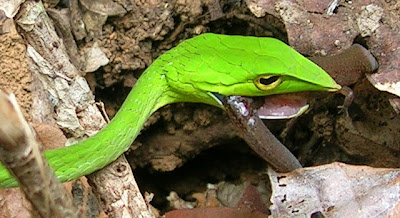 Amazing Snakes Seen On www.coolpicturegallery.us