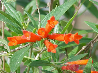 Bouvardia Ternifolia image