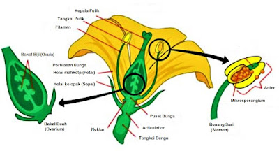  Bunga  Sempurna  Contoh dan Pengertian Ilmusiana