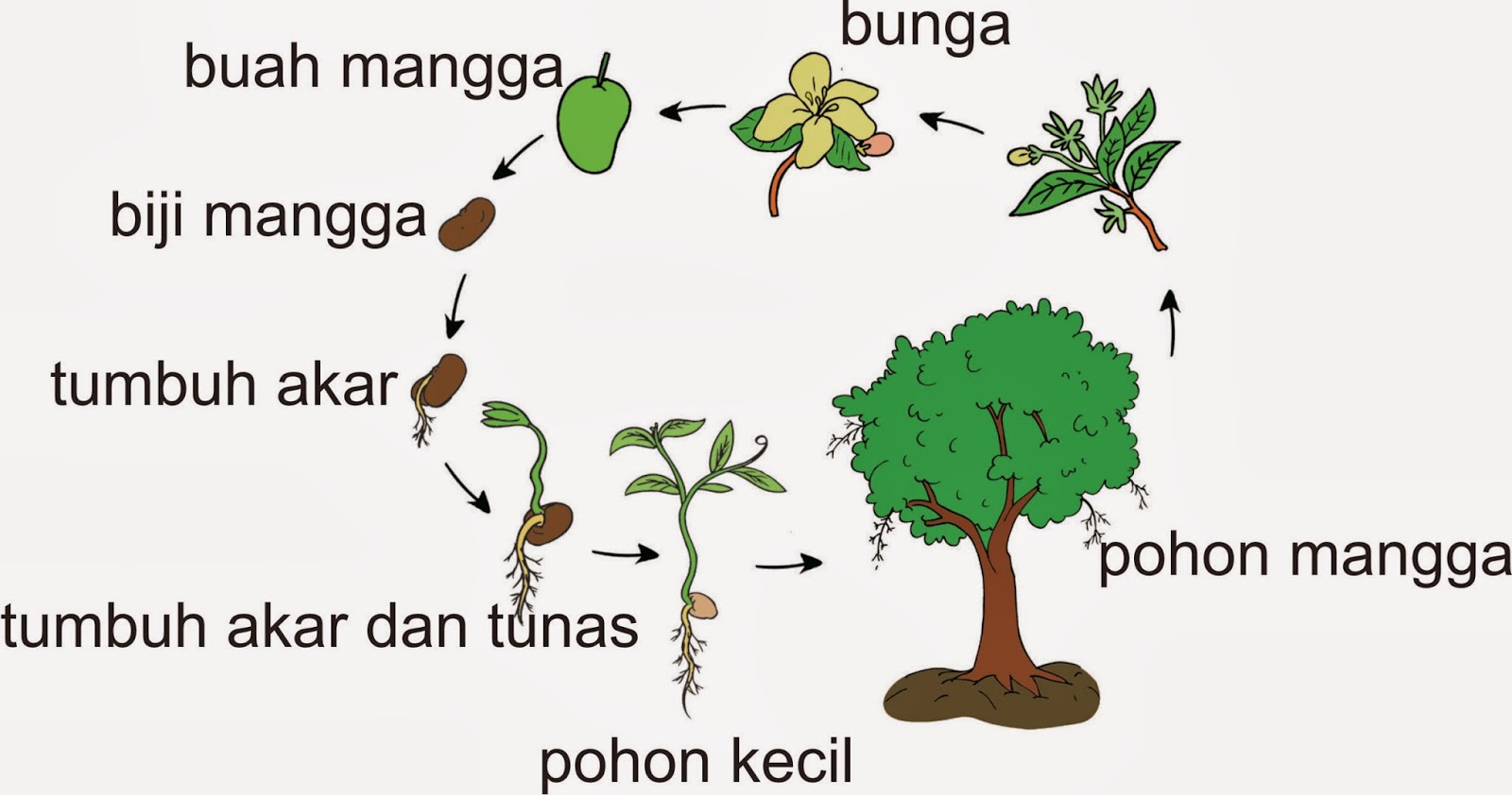 esluha4a DAUR  HIDUP  HEWAN DAN TUMBUHAN 