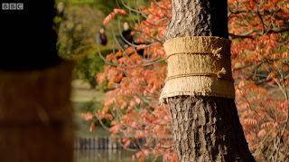 Straw mats wrapped around trees