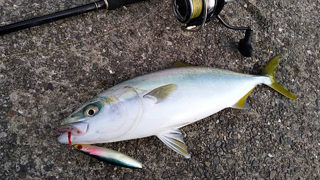 年金波止で釣ったハマチ