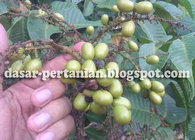 Penyebab Buah Matoa Rontok Dan Cara Mengatasinya