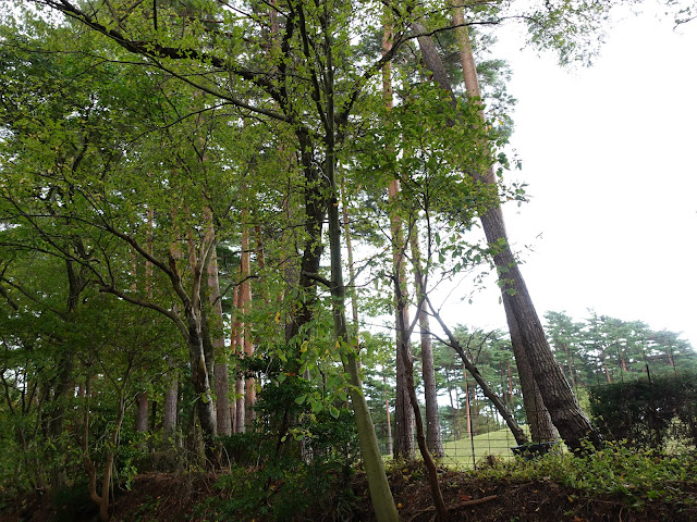 鳥取県道284号大山寺岸本線