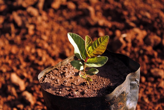 Reforestation - blogue écologie