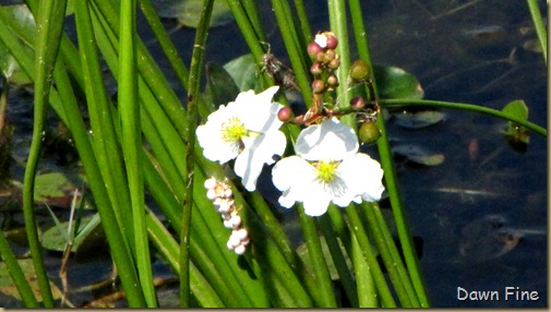 OrlandoWetlands_085