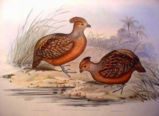 Starred Wood-quail