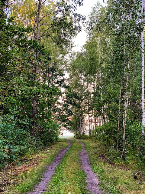 Szukasz pomysłu na wycieczkę weekendową w Polsce? Oto pomysł na weekend w Polsce: Białowieża i Puszcza Białowieska na Podlasiu. Sprawdź co zrobić, co zobaczyć i jakie atrakcje tu na Ciebie czekają.