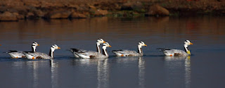 bar-headed geese