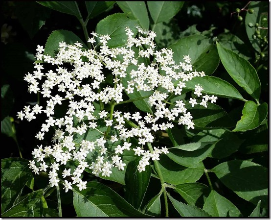 1709Elder