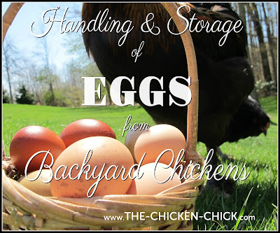 Handling in addition to Storage of Fresh Eggs from Backyard Chickens Handling in addition to Storage of Fresh Eggs from Backyard Chickens