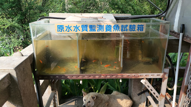 鯉魚潭水庫 - 水質監測養魚試驗箱