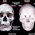 Determining Sex using the skull