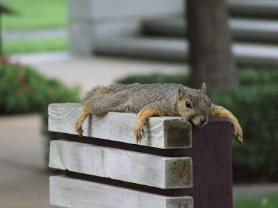 funny squirrels. Funny squirrels | Curious