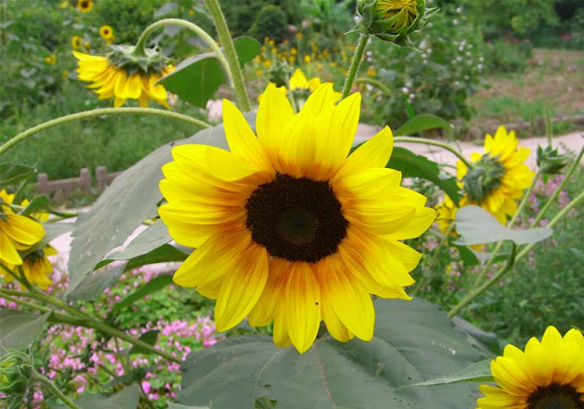 Sunflower Pictures