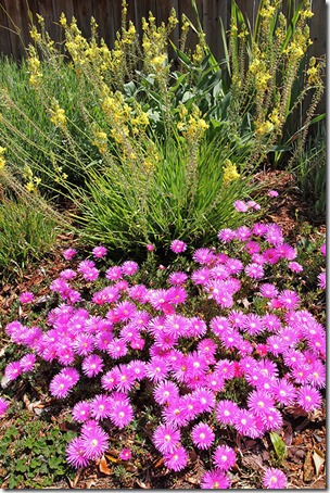 110426_Delosperma_cooperi_03