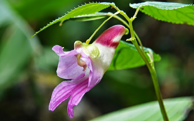 Impatiens psittacina