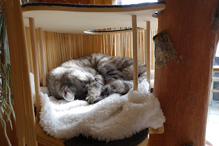 Katzenbaum selbstgebaut: Katze in der Höhle