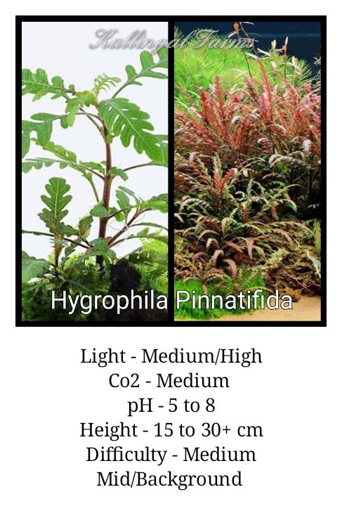 hygrophila Pinnatifida