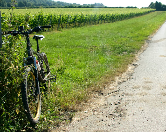 cycling vineyard wine