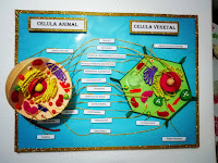 maquetas de celula animal y celula vegetal