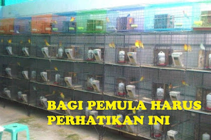 ✔ Langkah Awal Dalam Ternak Burung Lovebird