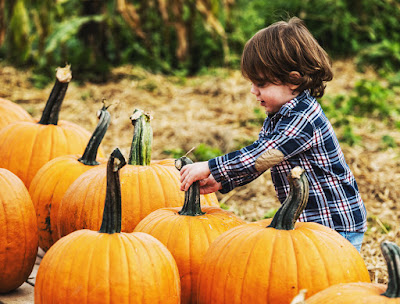 pumpkin picking | fall activities