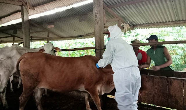 penyemprotan virus hewan qurban idul adha