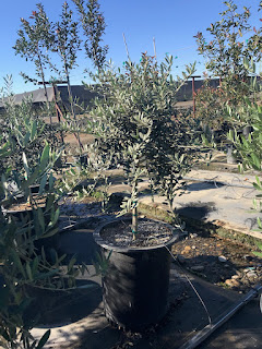 Olive Patio Tree