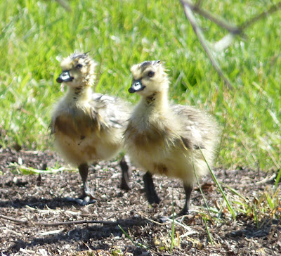 two goslings