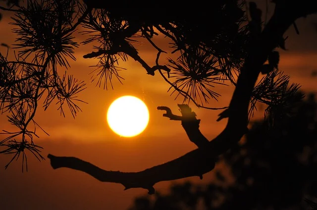 Noite de verão lua cheia árvore