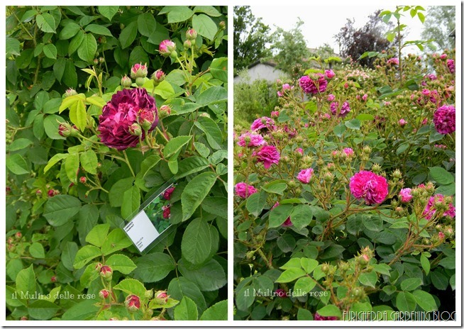 Giardini aperti 20172