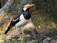 burung jalak suren