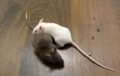 Amazing Mice Training Video