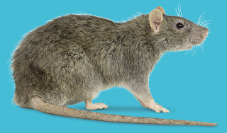 Rats Amazing Facts