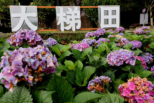 大梯田花卉生態農園 繡球花