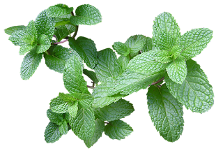 Health Benefits of Mint or Pudina