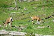 Yellowstone National Park, July 2011 “Star count in more important than . (grand tour june july )