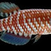 381 new species found in Amazon