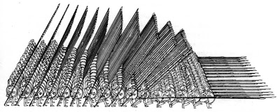 hoplite phalanx