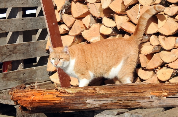 pus katt kattepus pusekatt