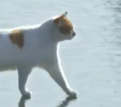 한강-위로-걷는-고양이