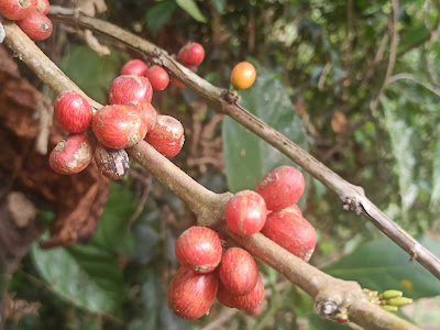 Coffea canephora, Kopi Robusta Yang Rasanya Pahit dan Asam