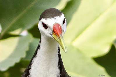 "Potrait shot of the White-breasted Waterhen - Amaurornis phoenicurus. Local resident."