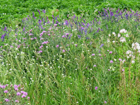 summer flowers