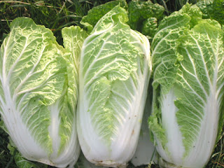 Chinese Cabbage Benefits For Health - 2