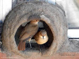 Sarang Burung