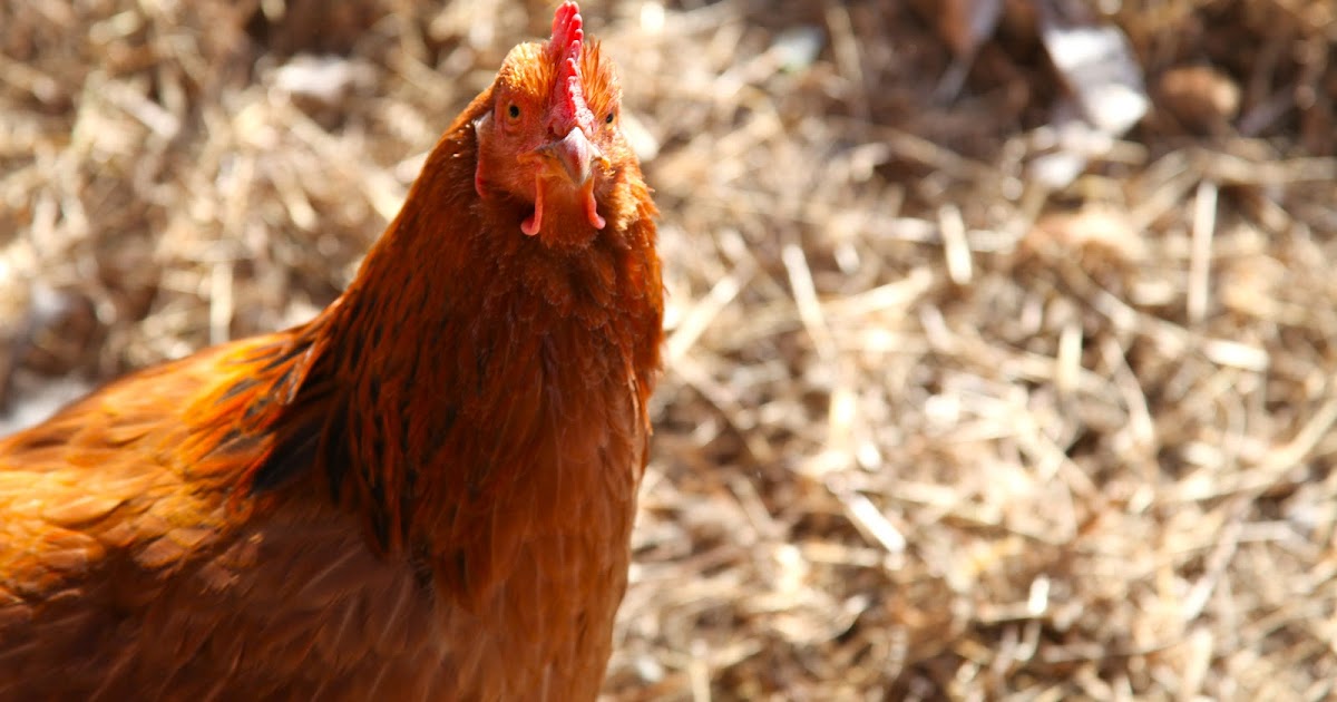 Happy Chickens Lay Healthy Eggs: Tips if your chickens are ...